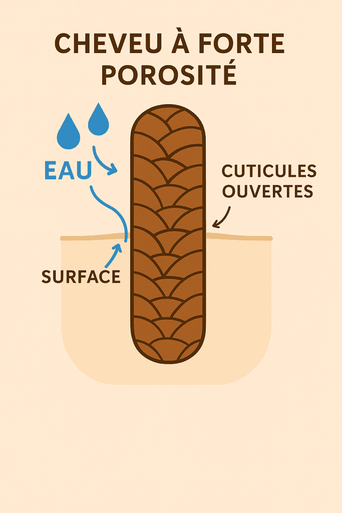 Cheveu à forte porosité – cuticules ouvertes Illustration d’un cheveu à forte porosité avec cuticules ouvertes laissant entrer et sortir l’eau facilement